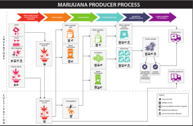Marijuana producer process flow chart