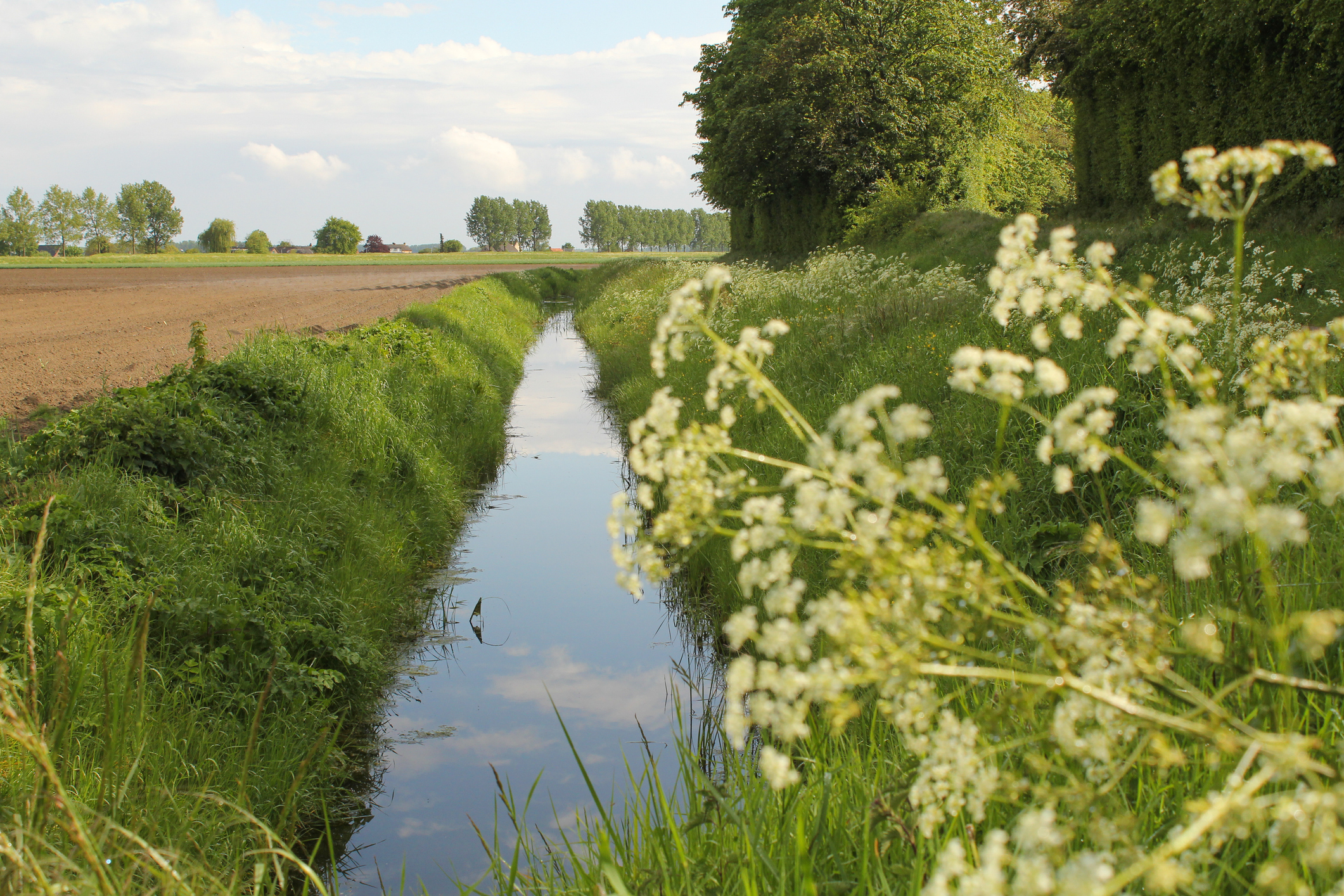 A drainage ditch along an agricultural field